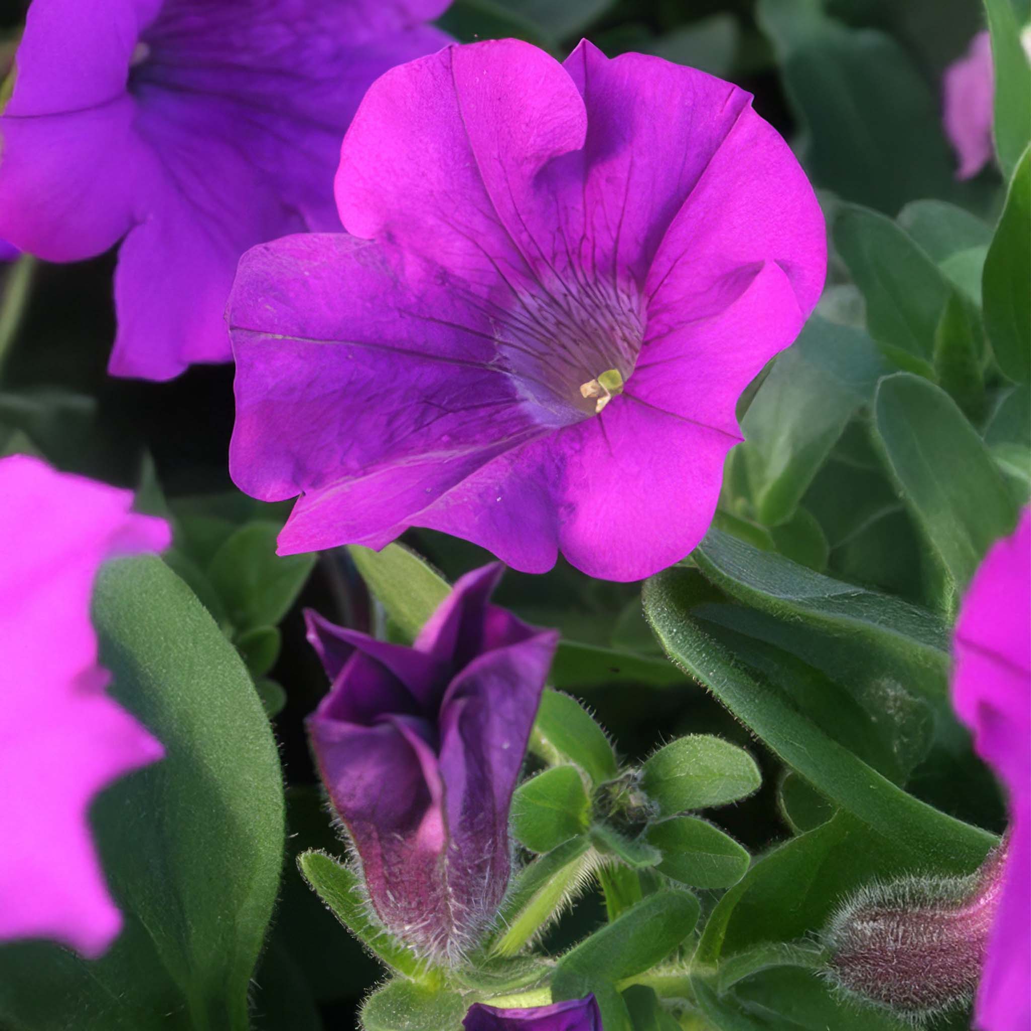 Petunia Surfinia Amethyst