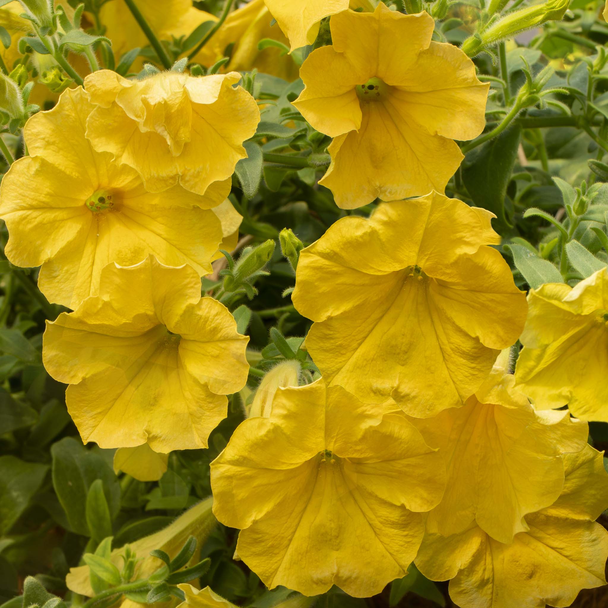 Petunia Surfinia Dark Yellow Morn