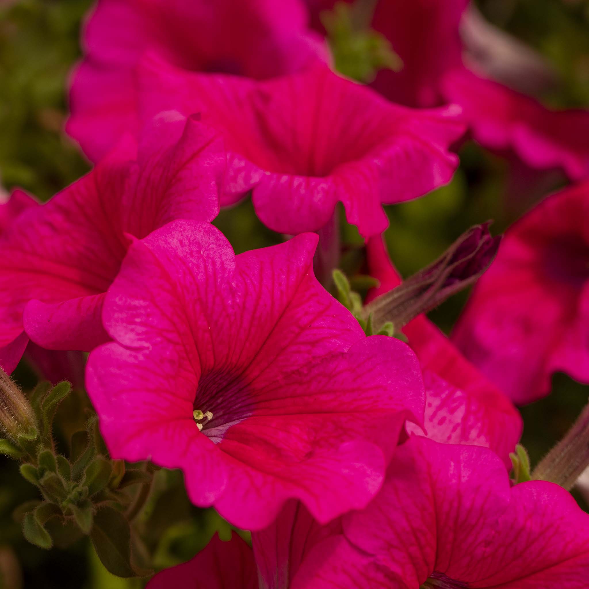 Petunia Surfinia Hot Pink