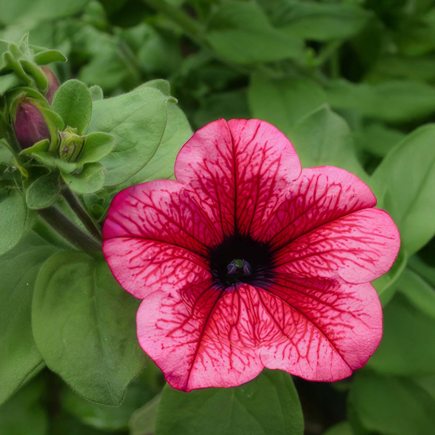Petunia Surfinia Hot Red