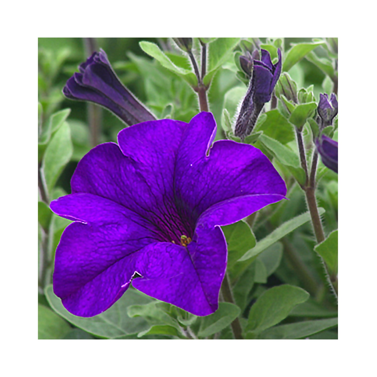 Petunia Surfinia Violet