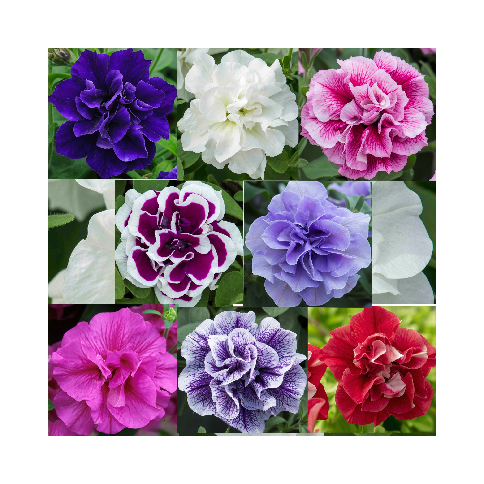 Petunia Double Tumbelina Collection