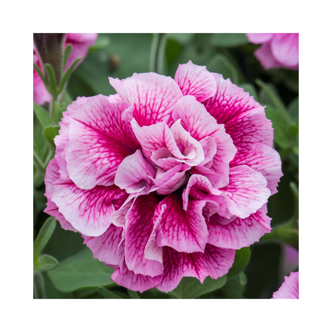 Petunia Double Tumberlina Collection