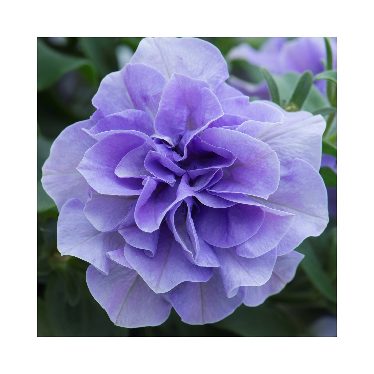 Petunia Double Tumbelina Collection