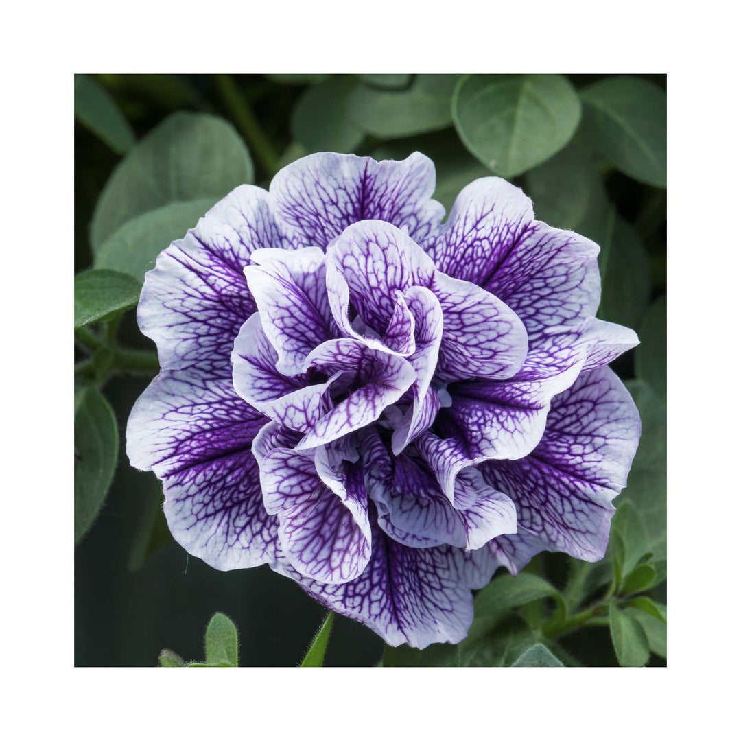 Petunia Double Tumberlina Collection