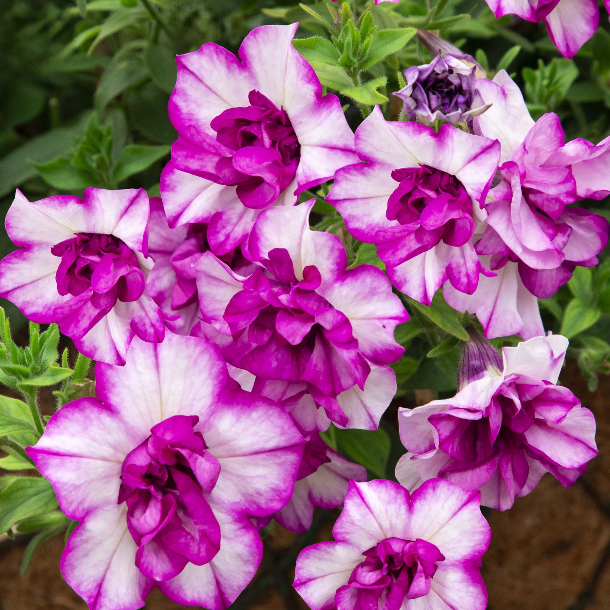 Petunia Tumberlina Nicola