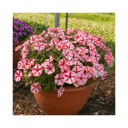 Petunia Prettytoonia Strawberry Cream