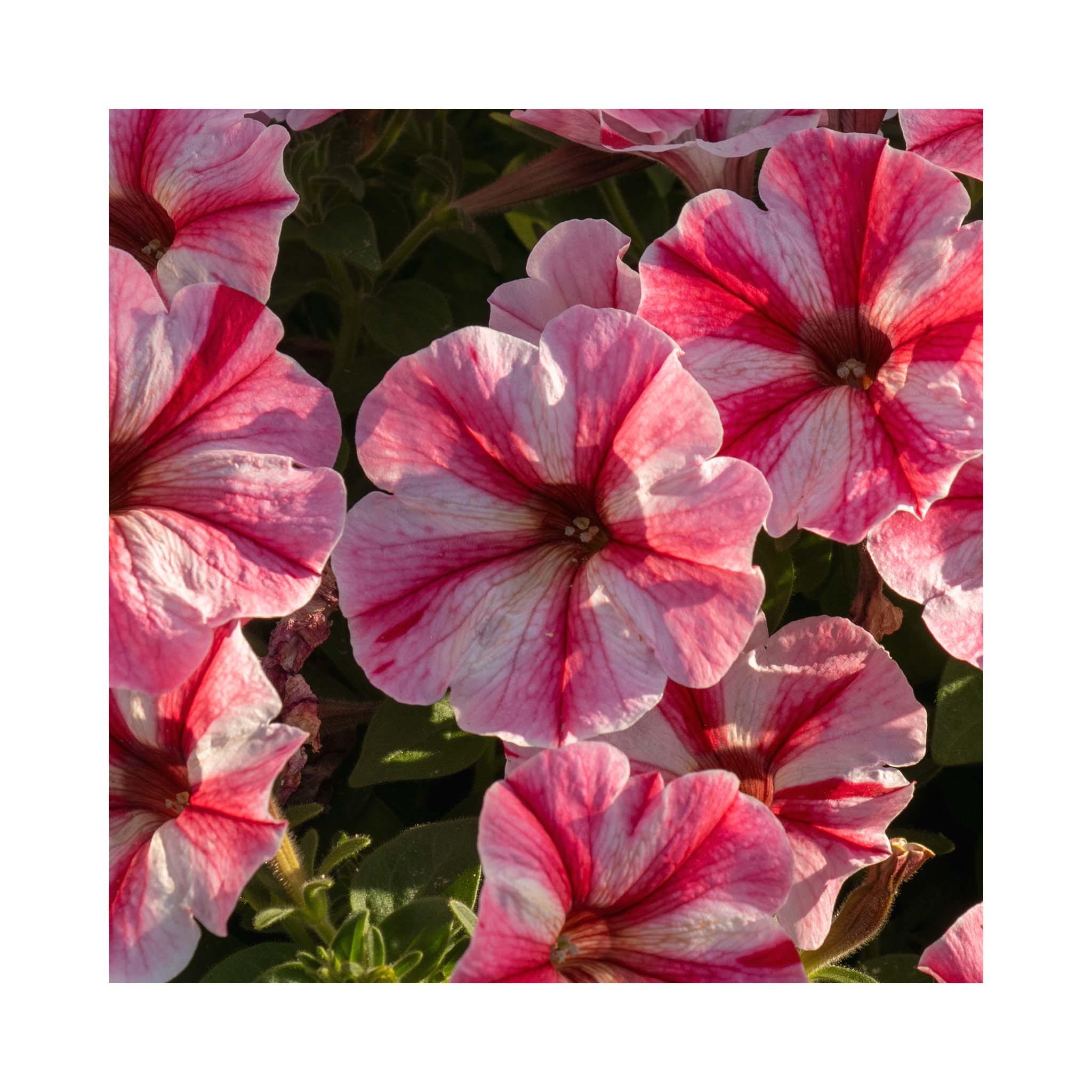 Petunia Prettytoonia Strawberry Cream