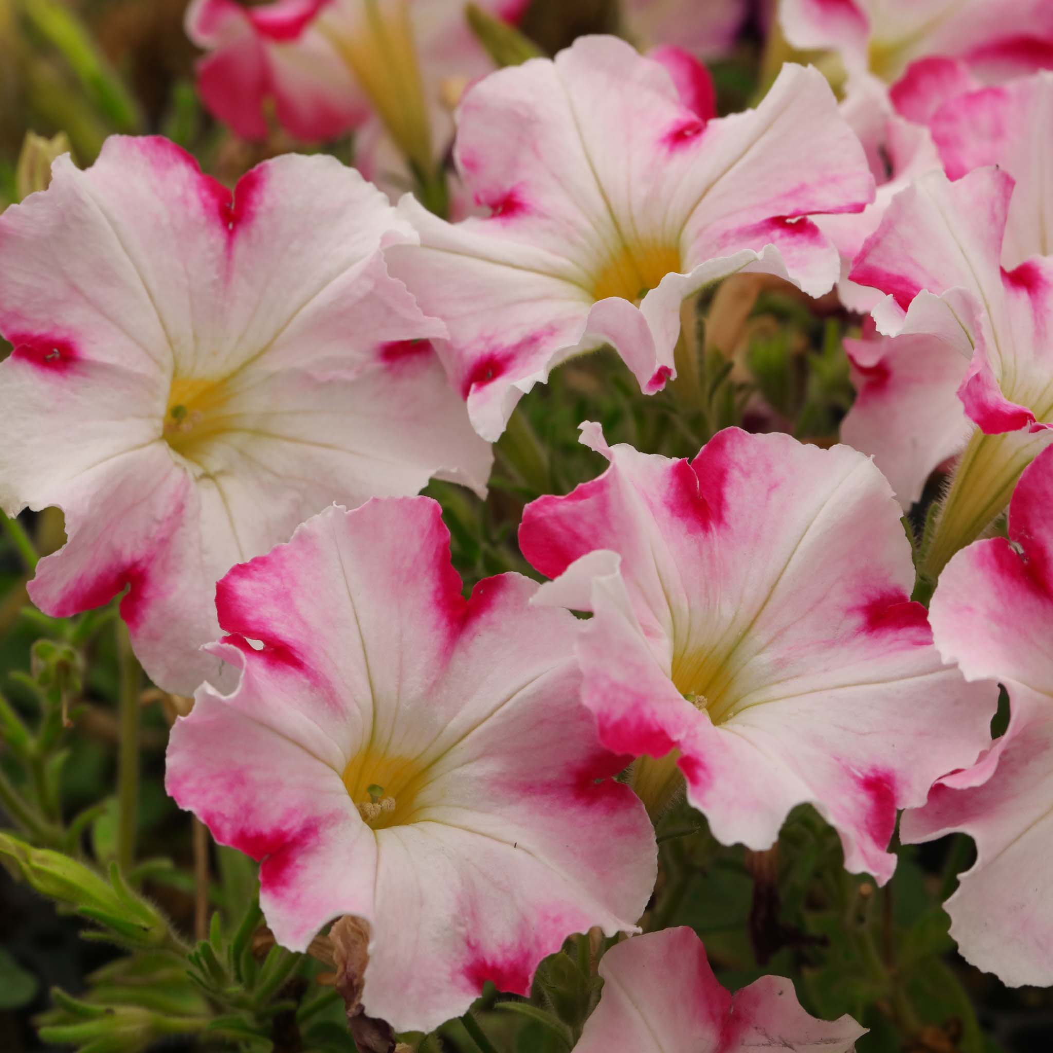 Petunia Prettytoonia Pink Jet