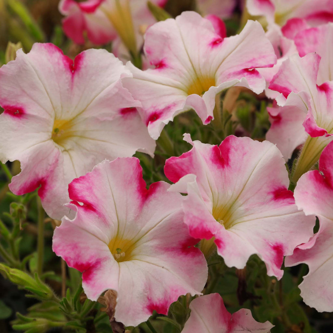 Petunia Prettytoonia Pink Jet