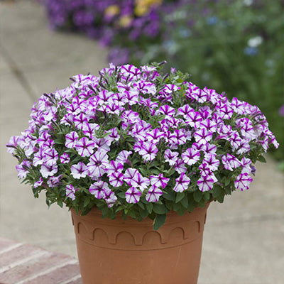 White and purple flowering petunia in a container