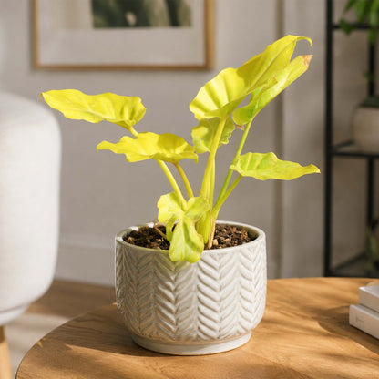 Philodendron Xanadu Golden