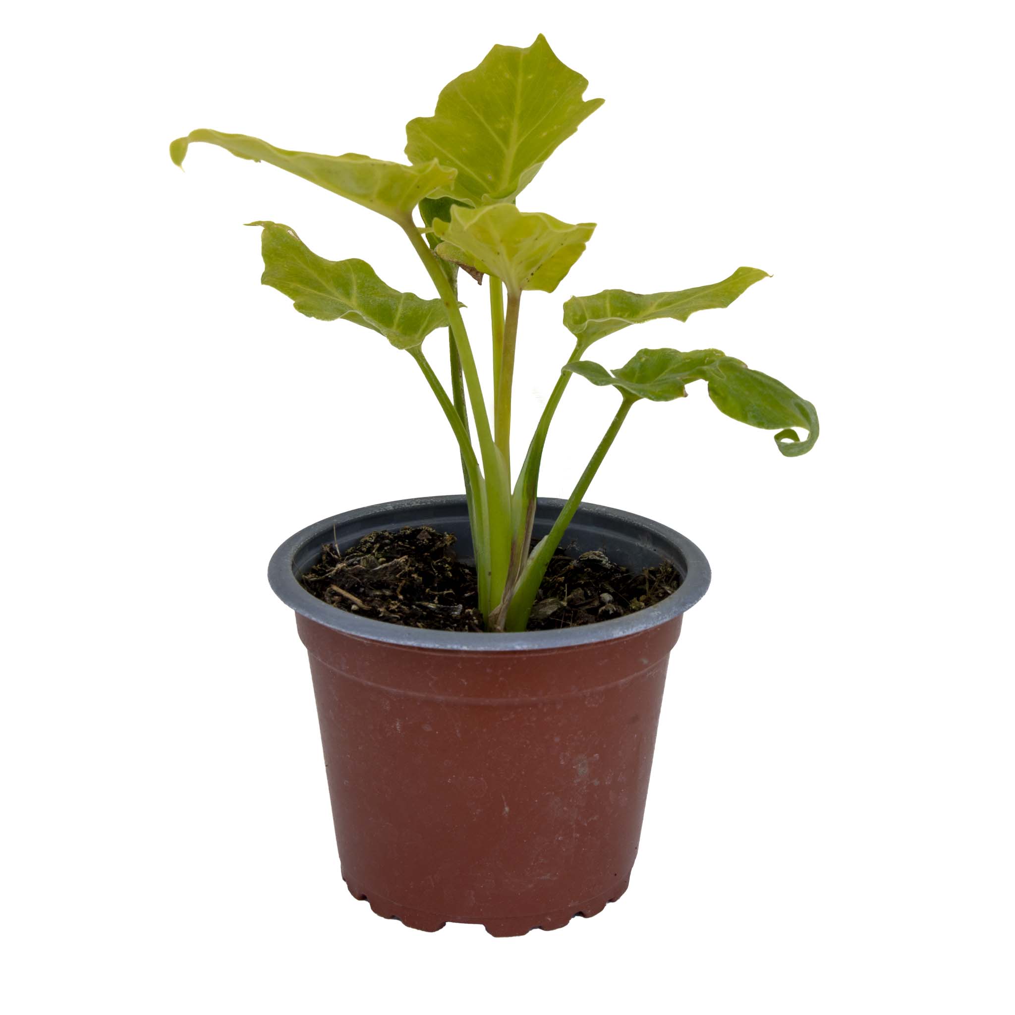 Philodendron Xanadu Golden