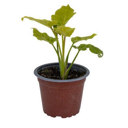 Philodendron Xanadu Golden