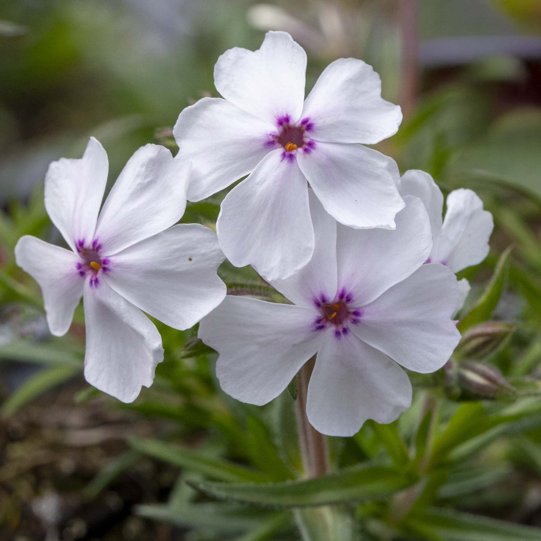 Phlox Subulata Amazing Grace