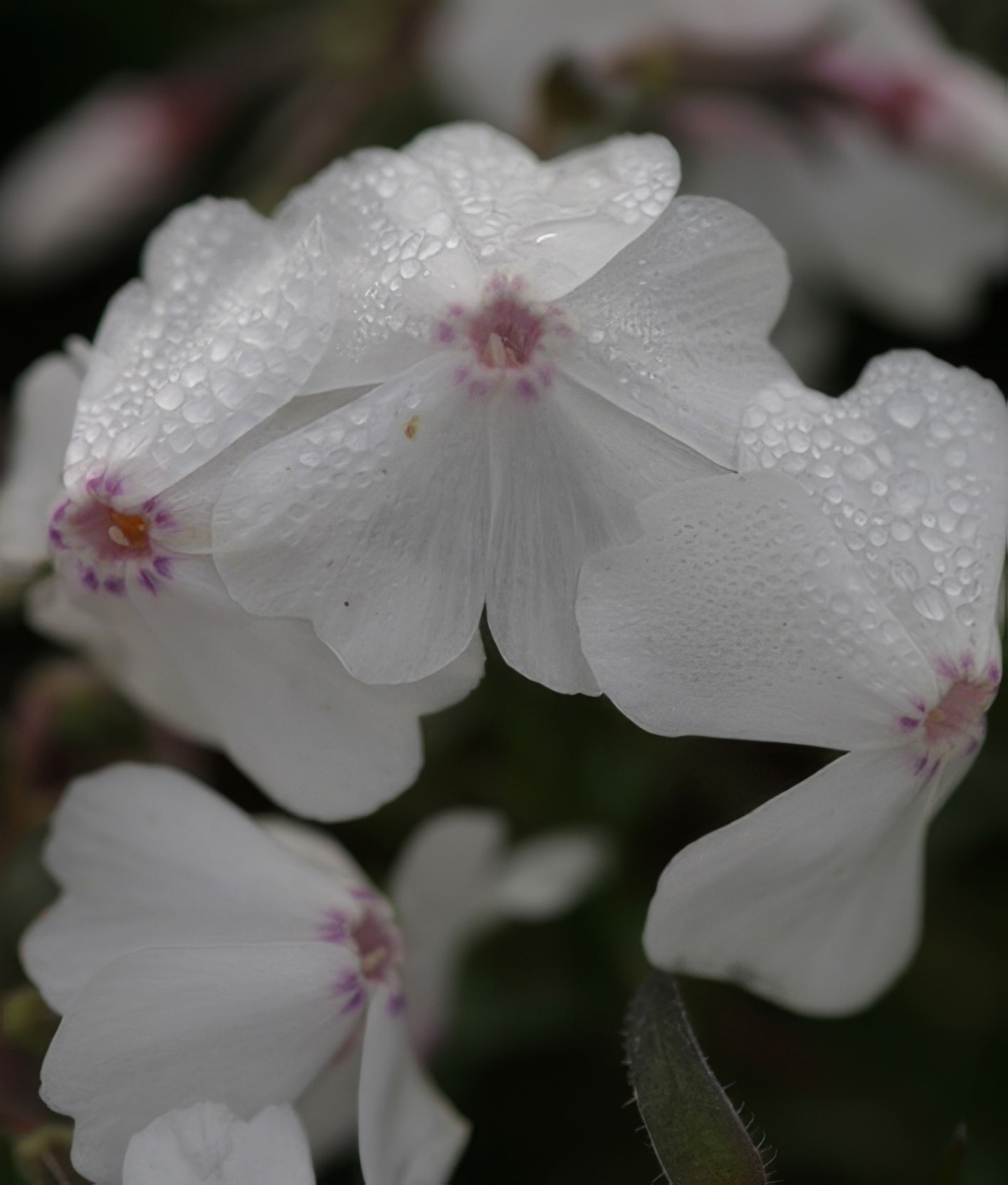 Phlox Subulata Amazing Grace