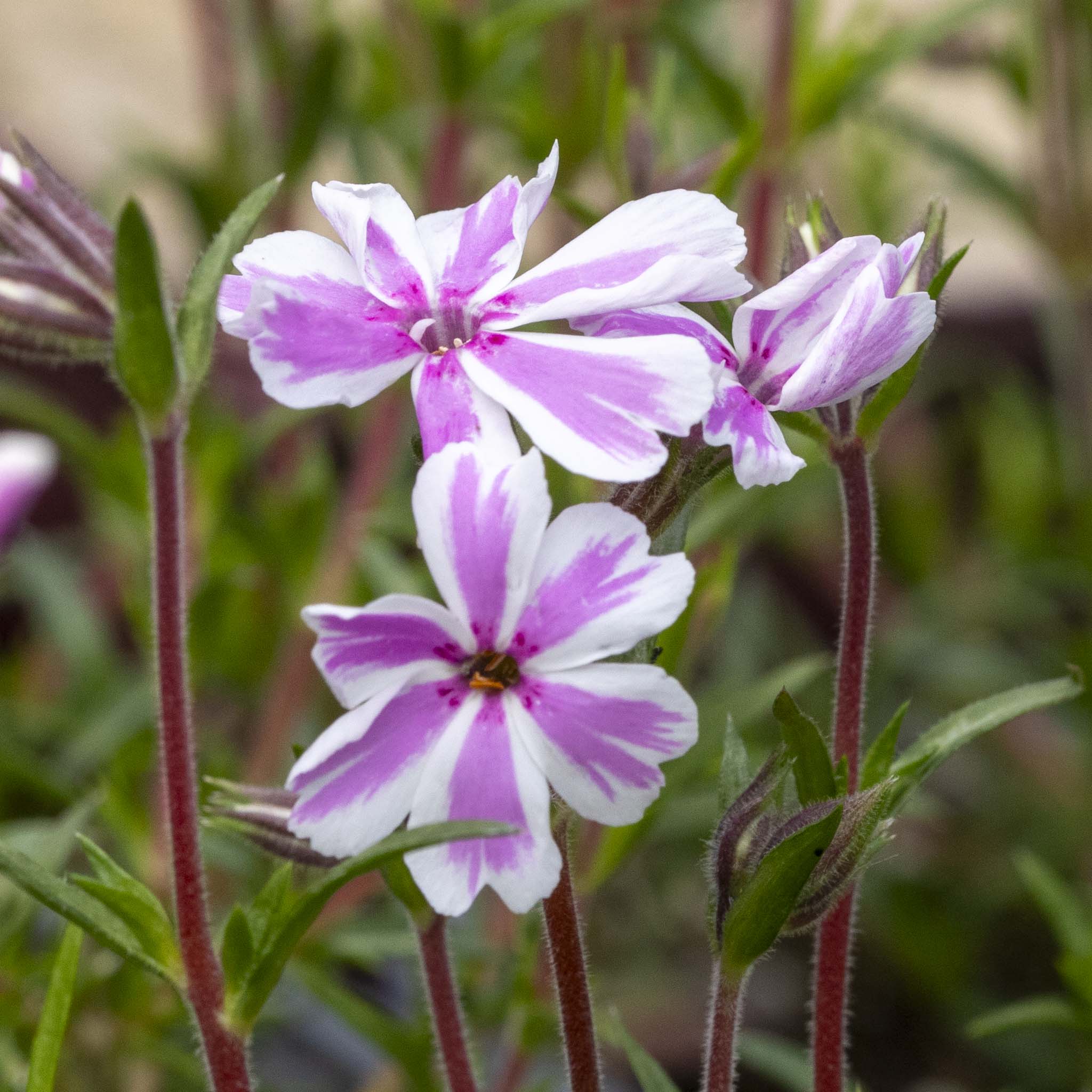 Phlox subulata Candy Strips