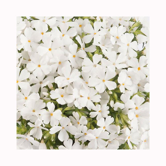 Phlox Fabulous Collection