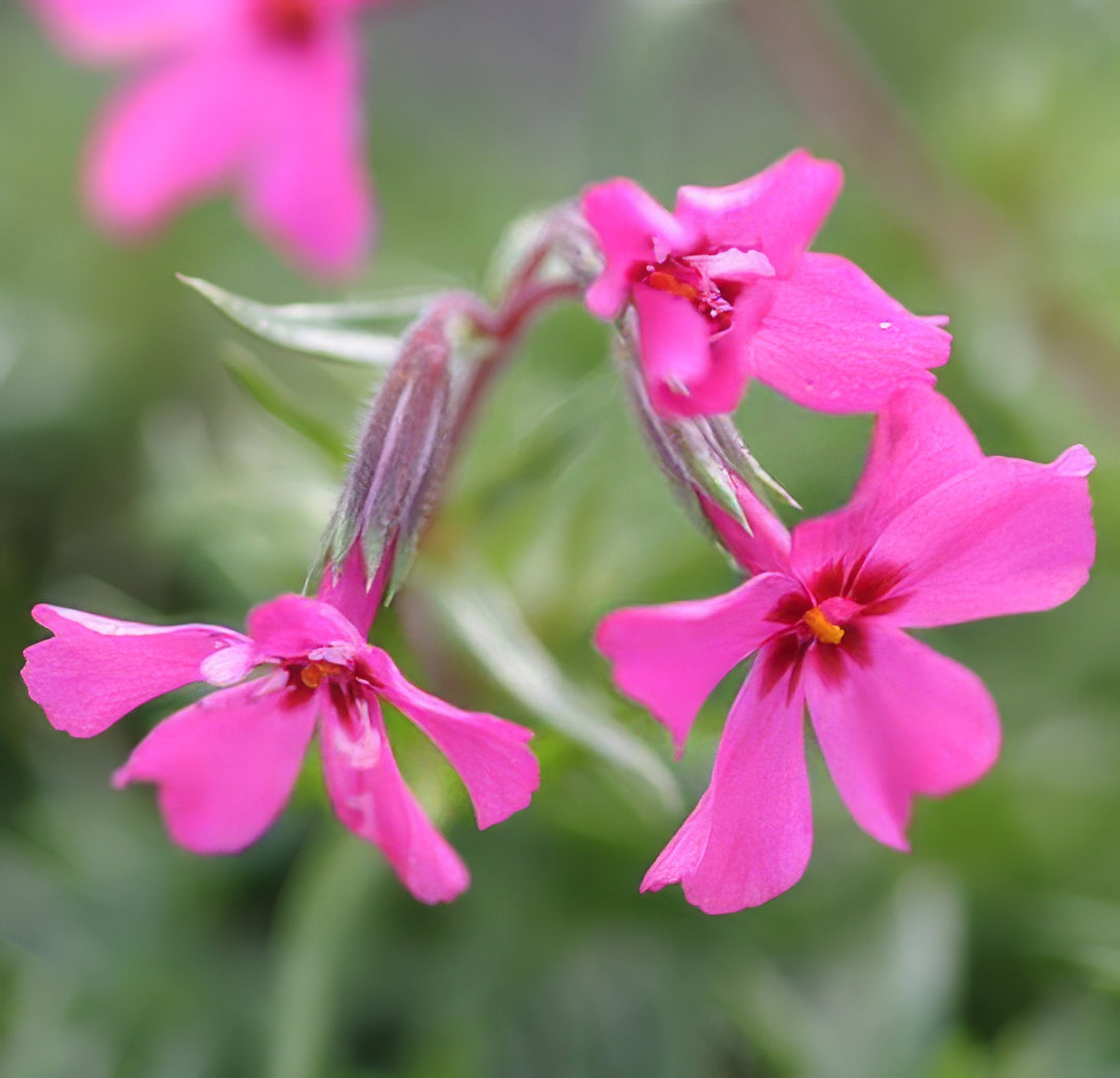 Phlox  Subulata Scarlet Flame