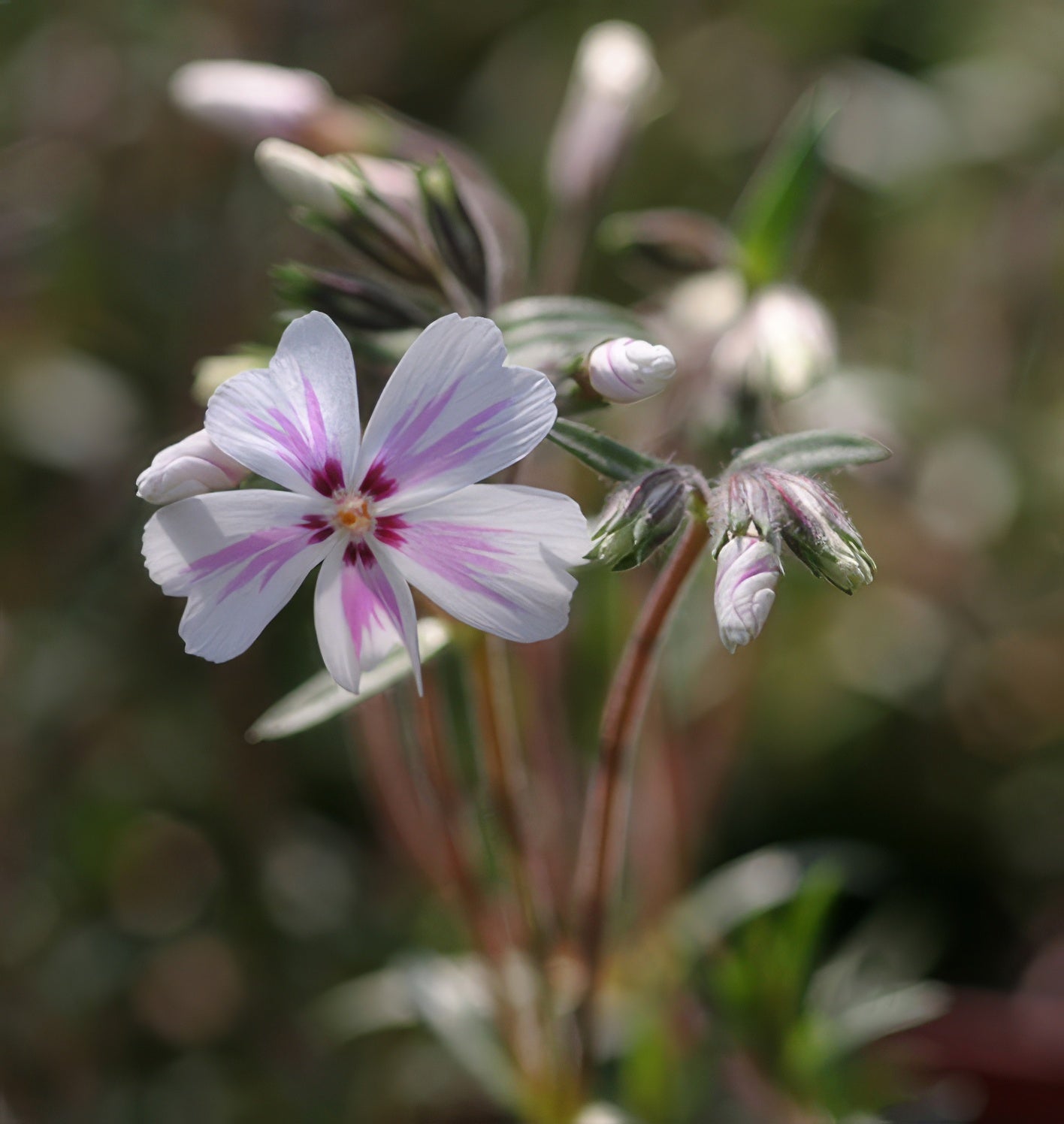 Phlox subulata Candy Strips