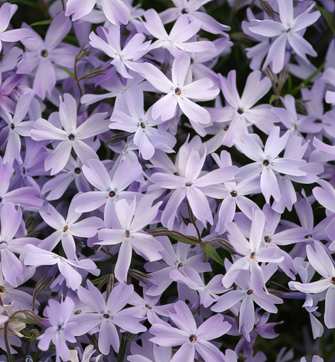 Phlox Subulata G F Wilson