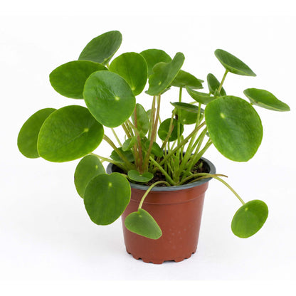 Pilea peppermoides
