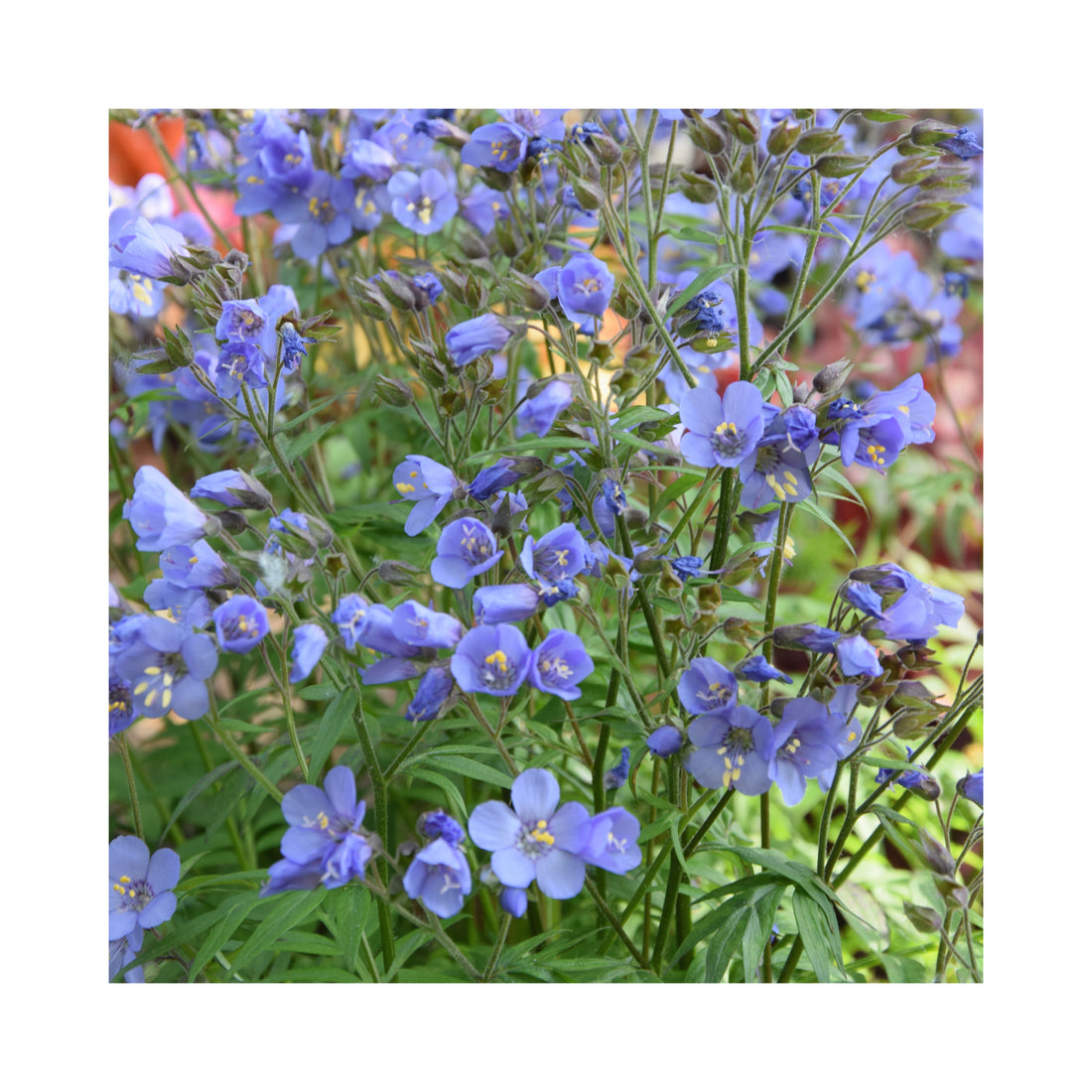 Polemonium Heaven Scent