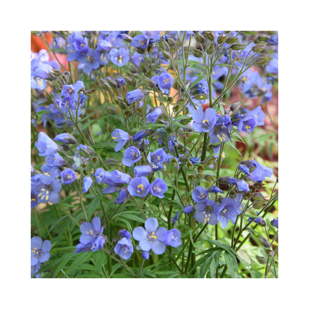 Polemonium Heaven Scent