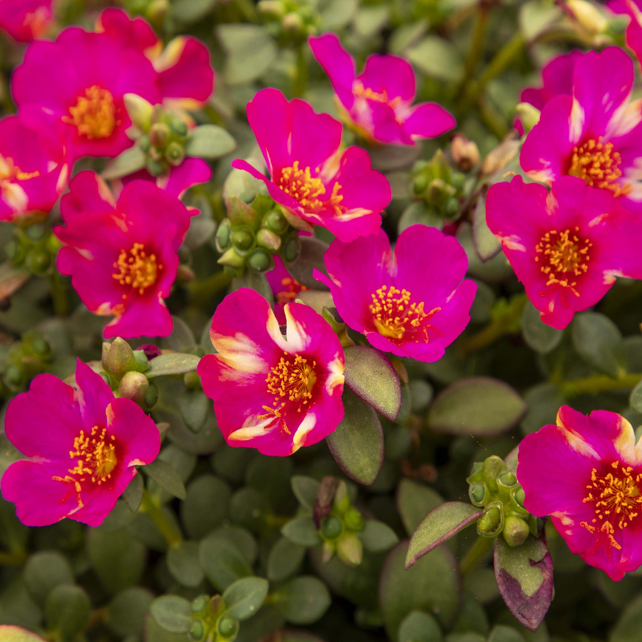 Portulaca Campino Twist Pink