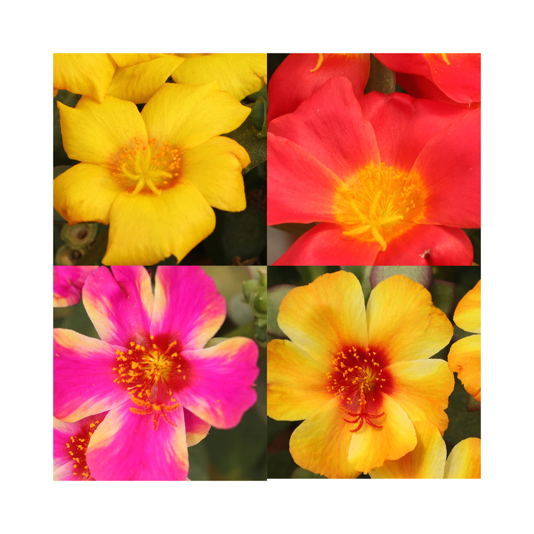 Portulaca Collection