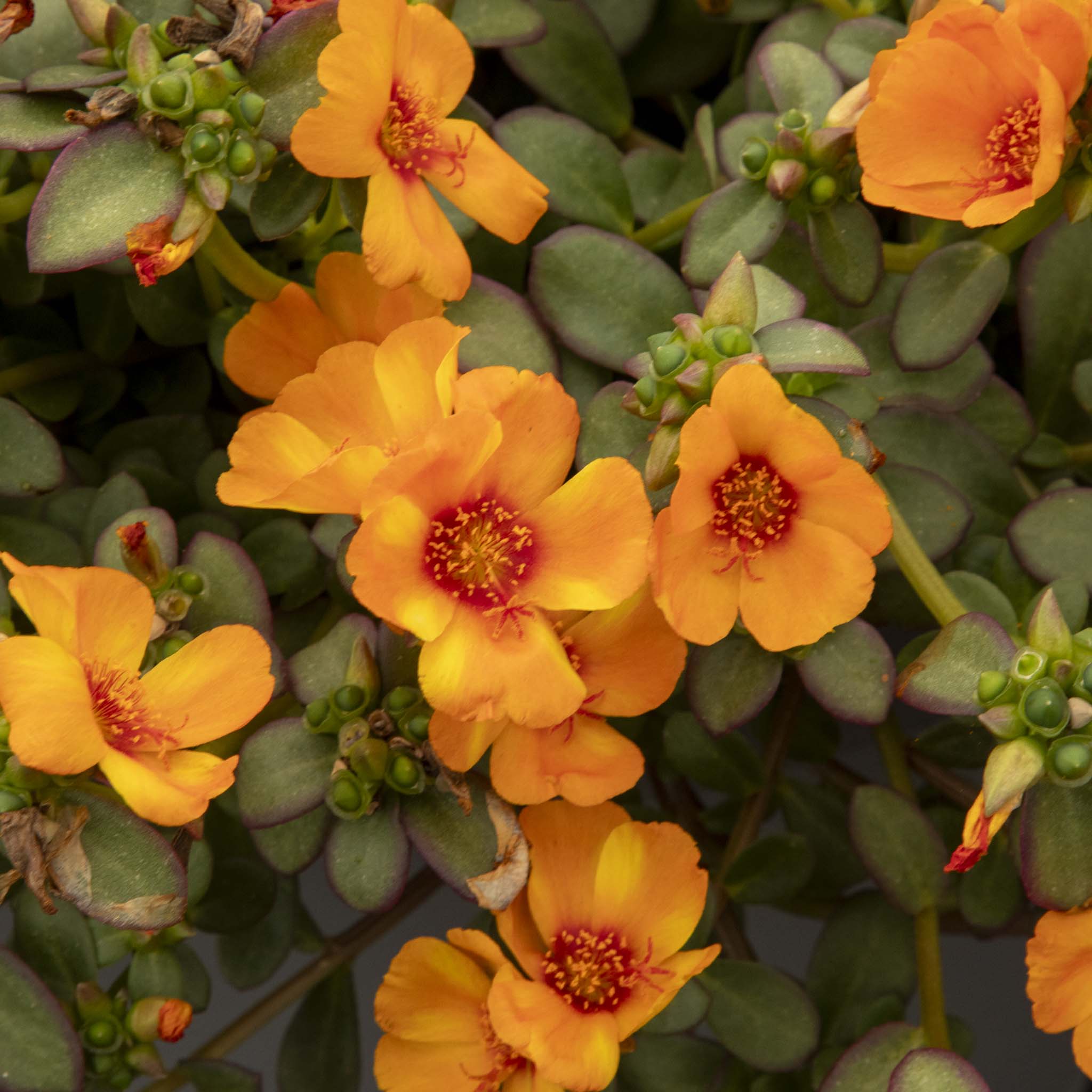Portulaca Mega Mango Twist