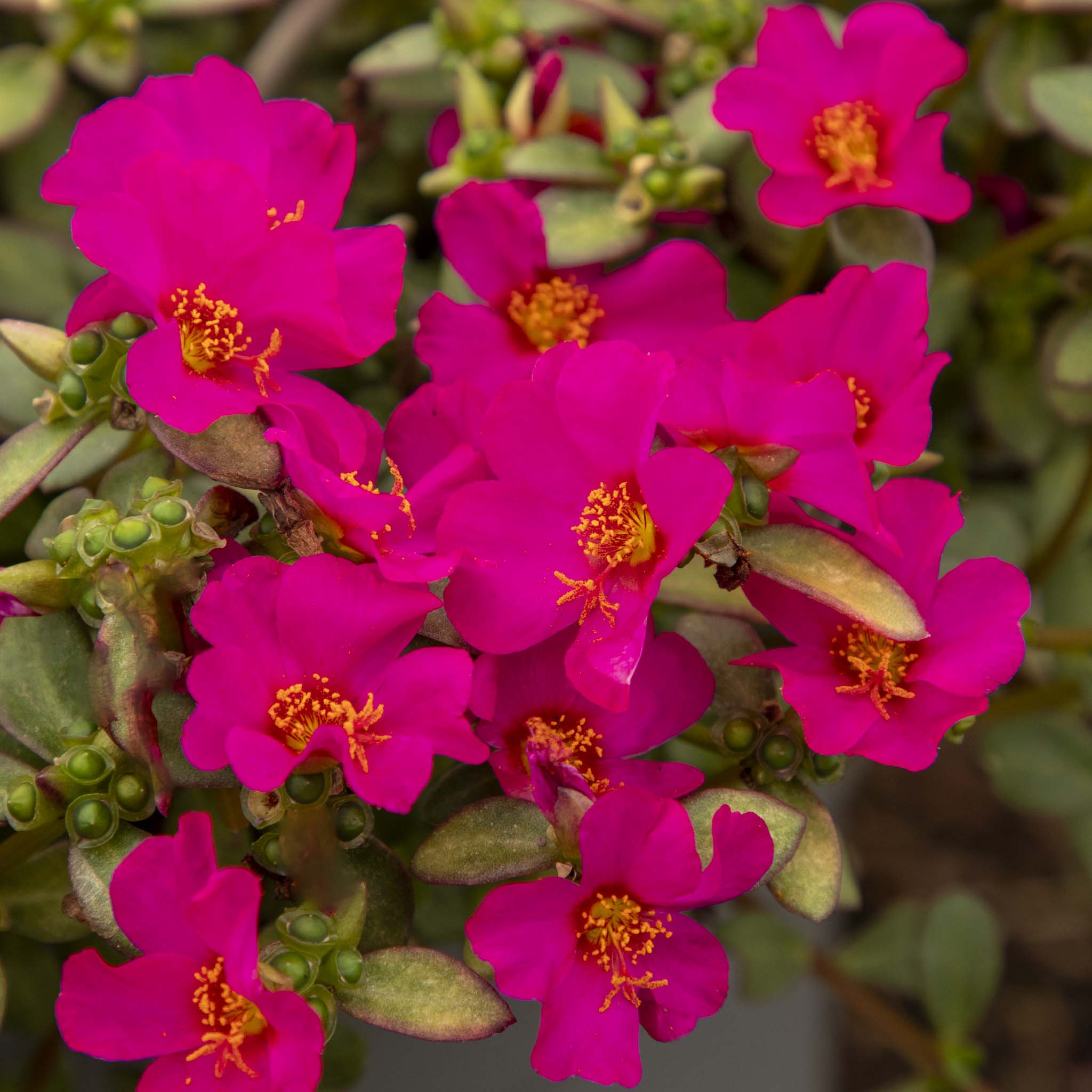 Portulaca Mega Purple