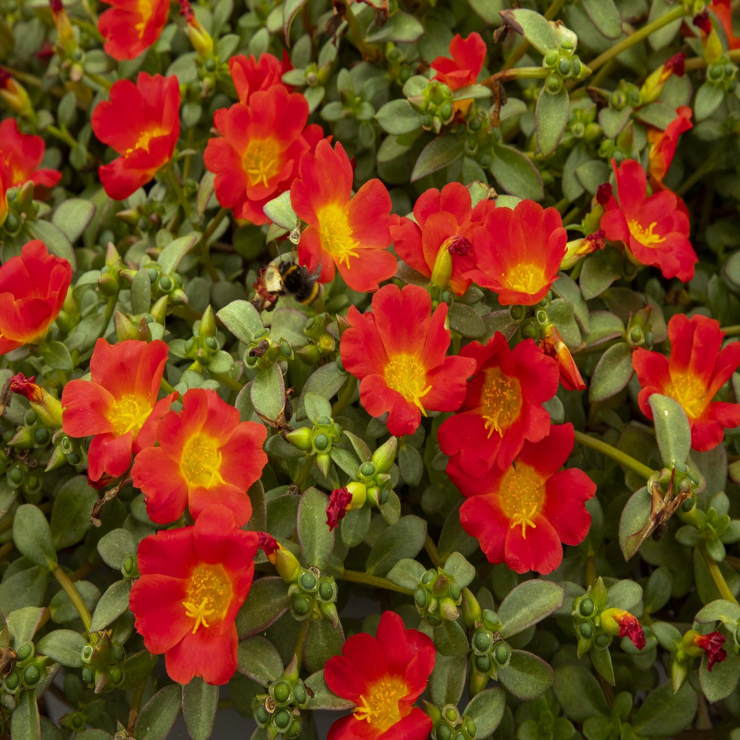 Portulaca Mega Red