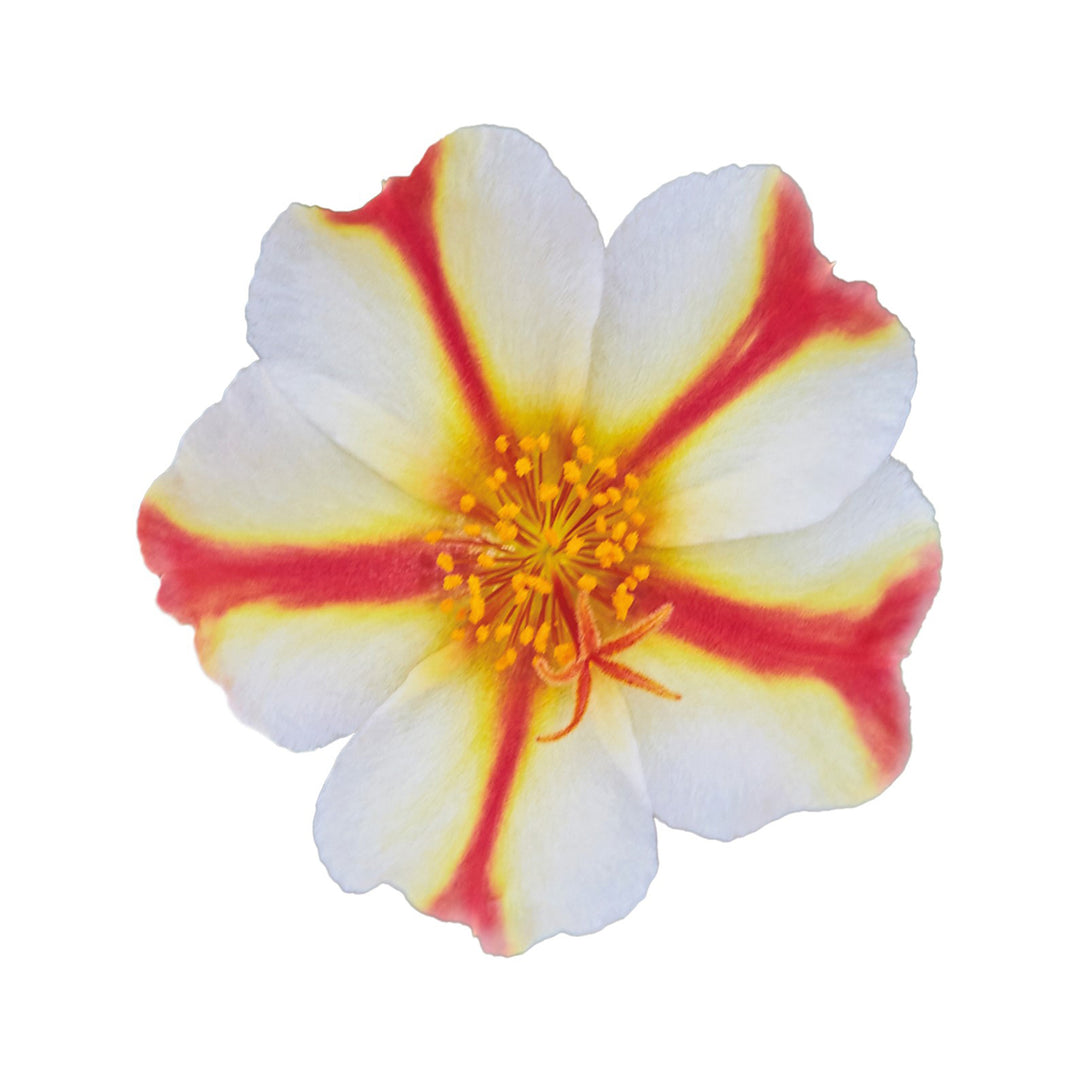 Portulaca Collection