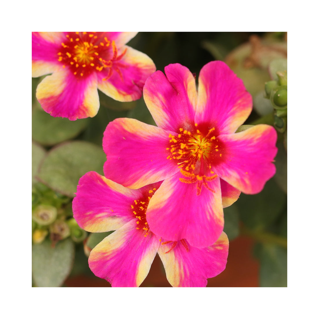 Portulaca Campino Twist Pink