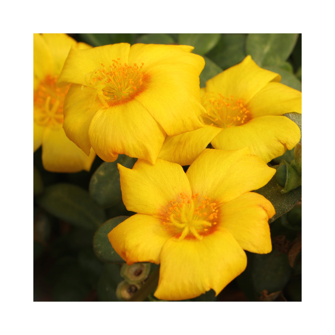 Portulaca Collection