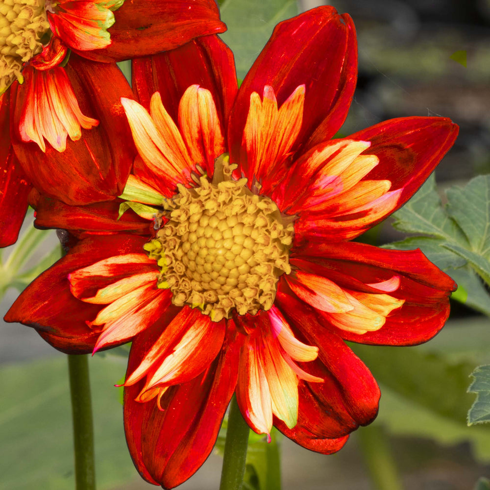 Dahlia Collarette Collection