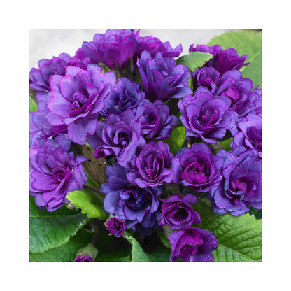 Primula Barnhaven Purple Storm