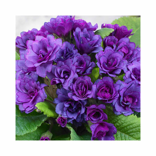 Primula Barnhaven Purple Storm