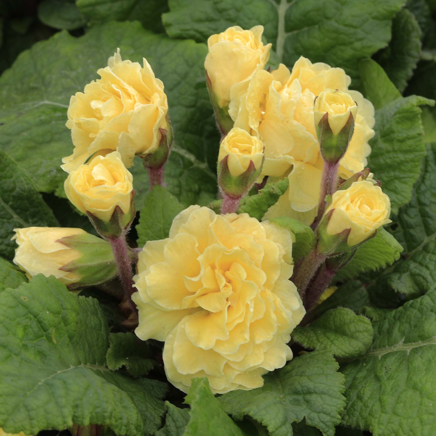 Primula Barnhaven Bonheur