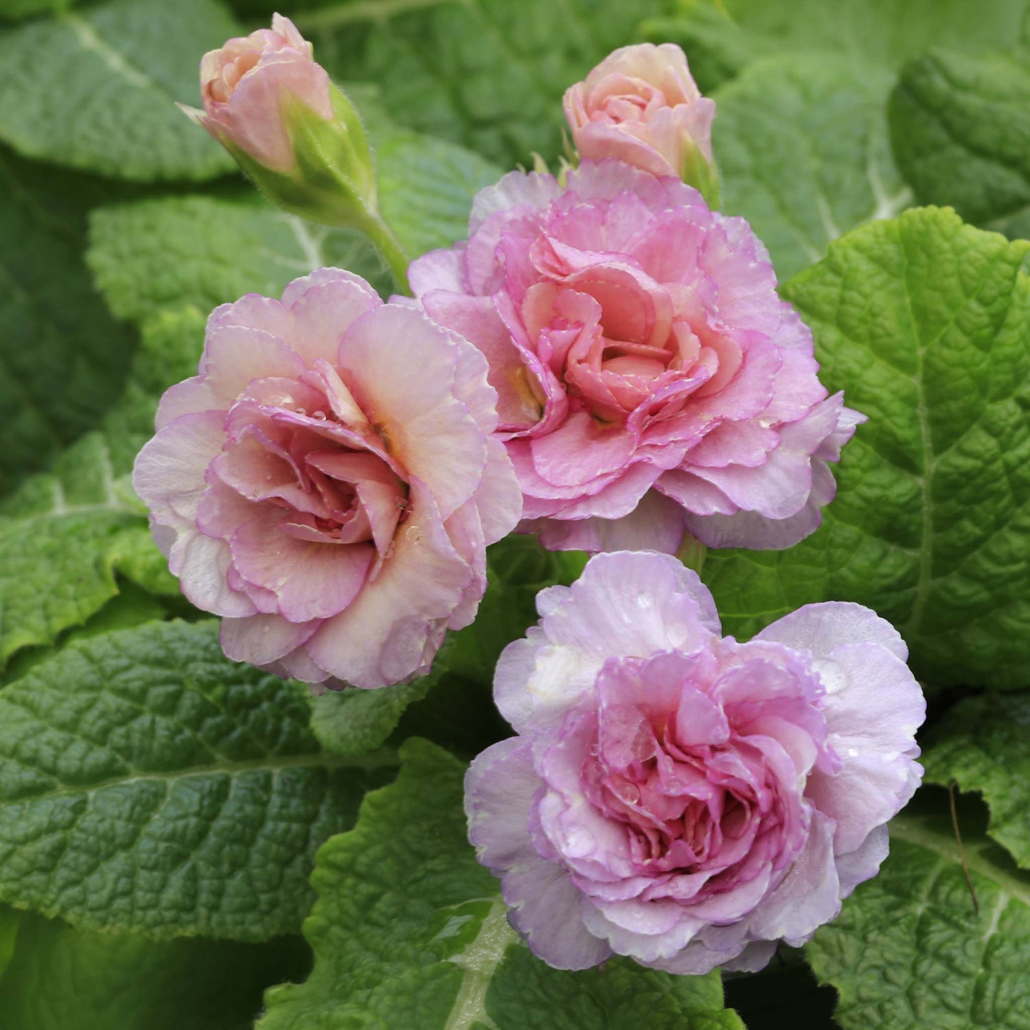 Primula Barnhaven Camaieu