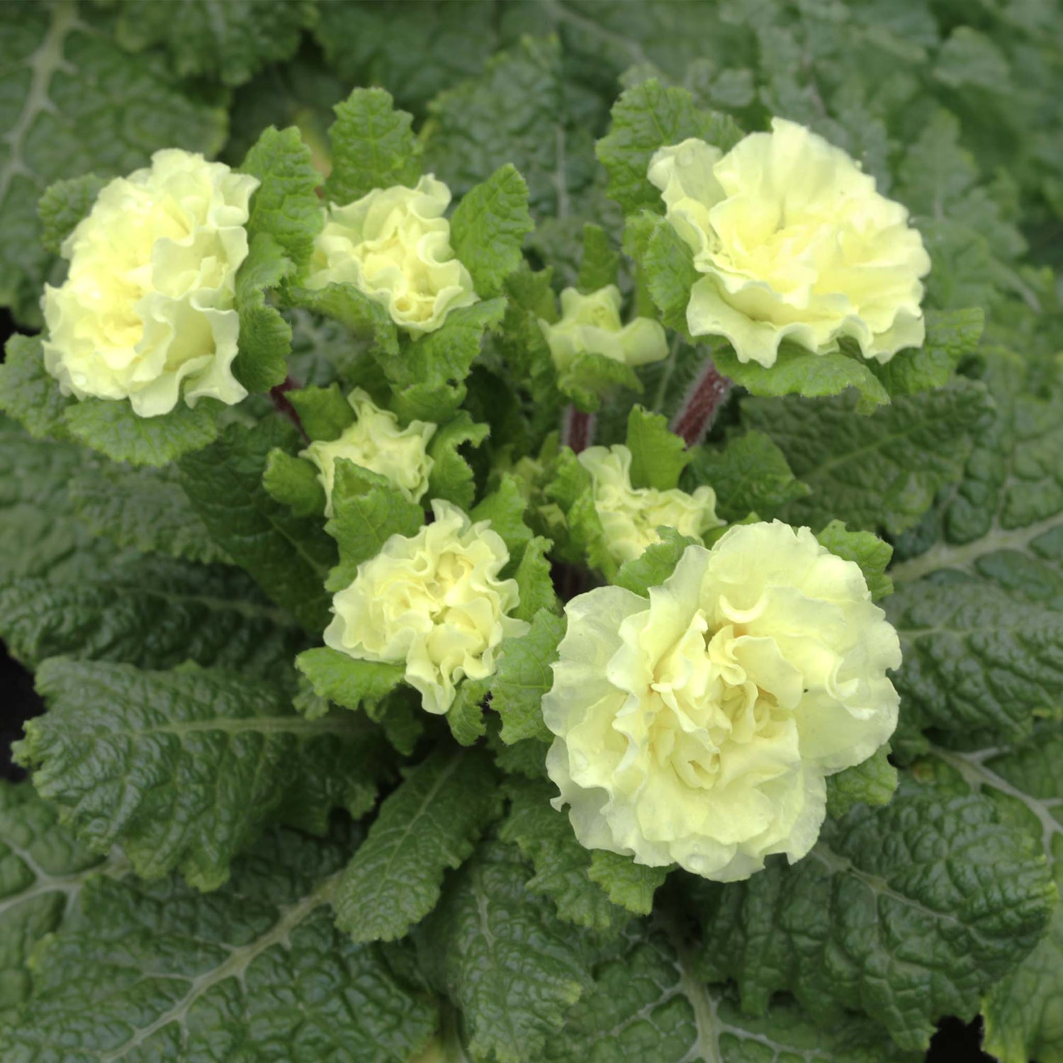 Primula Barnhaven Dentelle