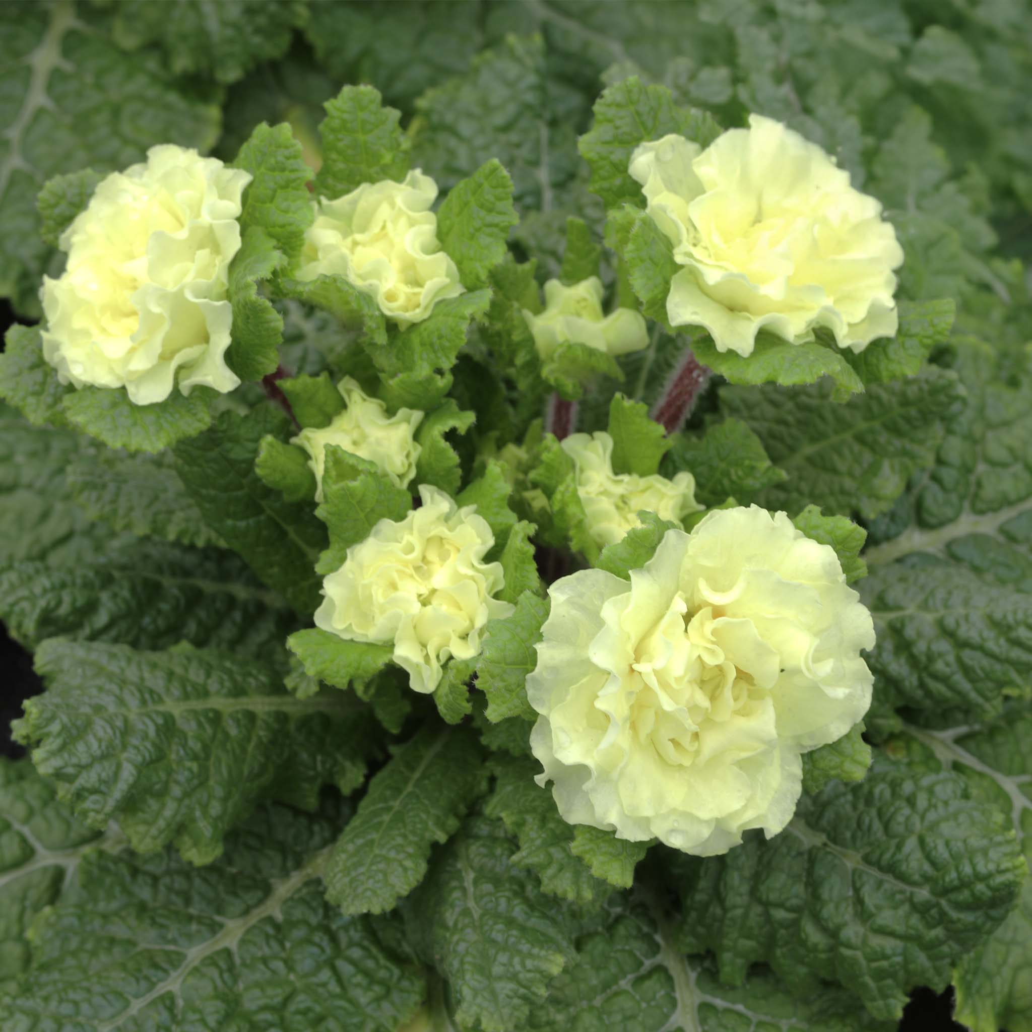 Primula Barnhaven Dentelle