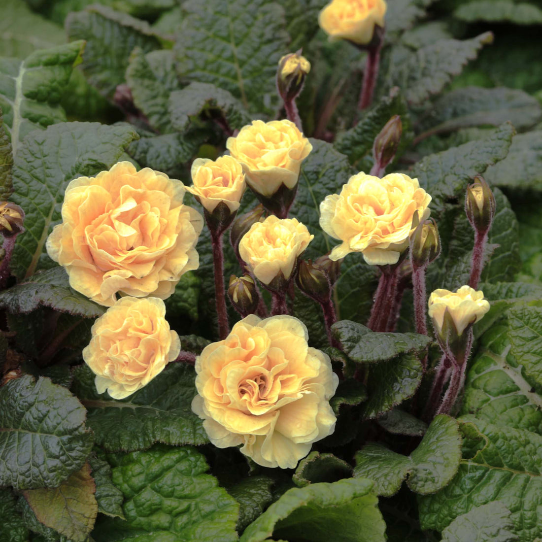 Primula Barnhaven Guernsey Cream