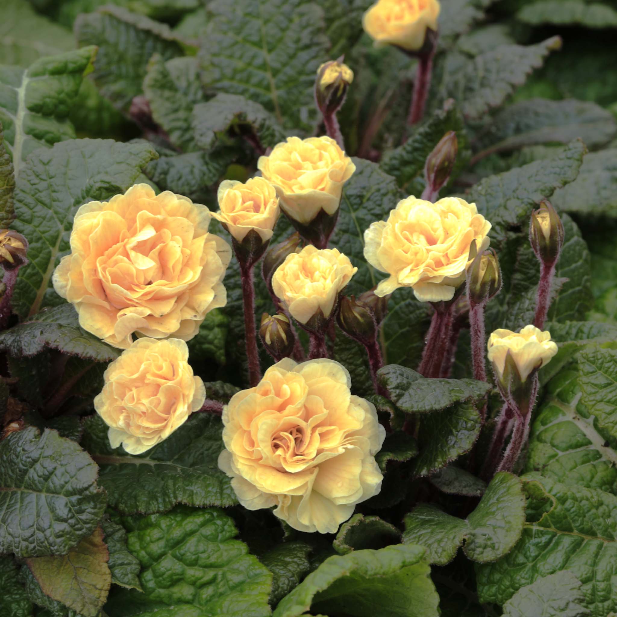 Primula Barnhaven Guernsey Cream