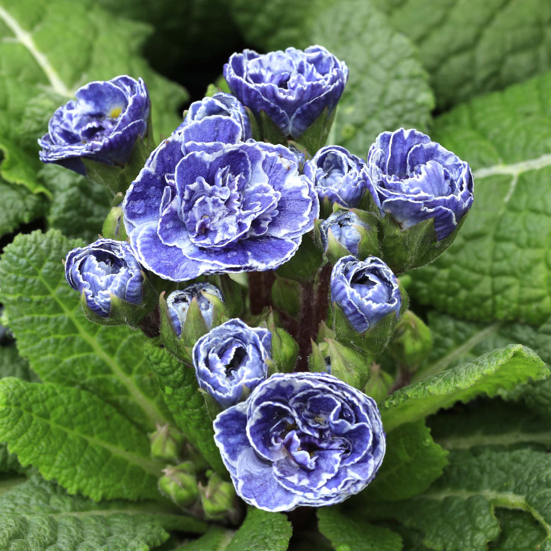 Primula Barnhaven Vintage