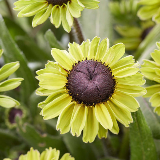 Rudbeckia hita Enchanted Forest