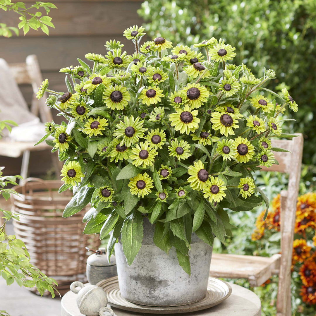 Rudbeckia hita Enchanted Forest