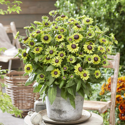 Rudbeckia hita Enchanted Forest