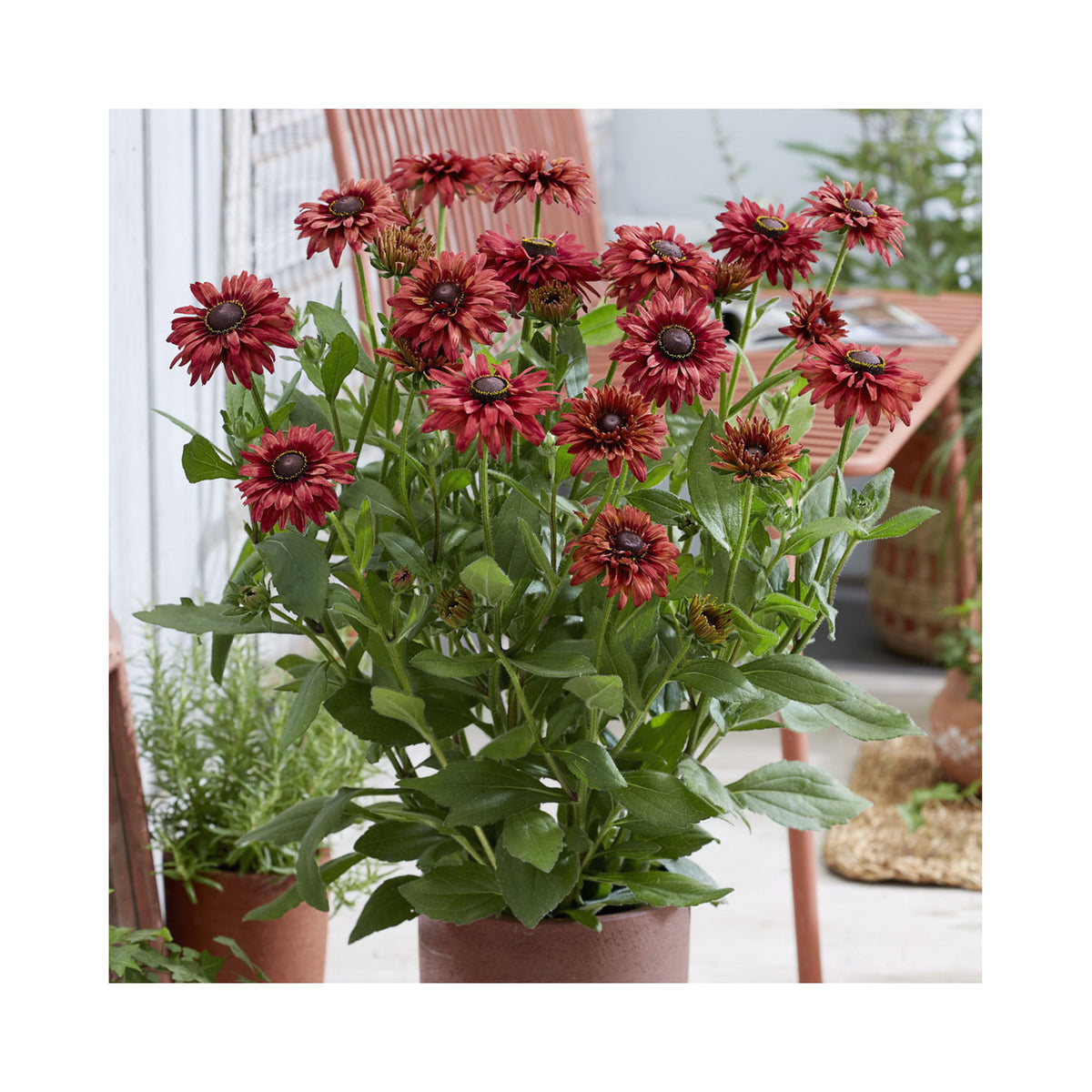 Rudbeckia hirta Enchanted Ruby Crush – BuyPlants.co.uk